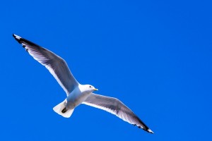 sea-gull-1552101_640